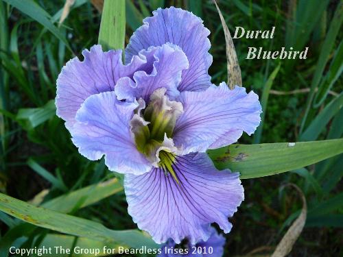 Dural Bluebird 